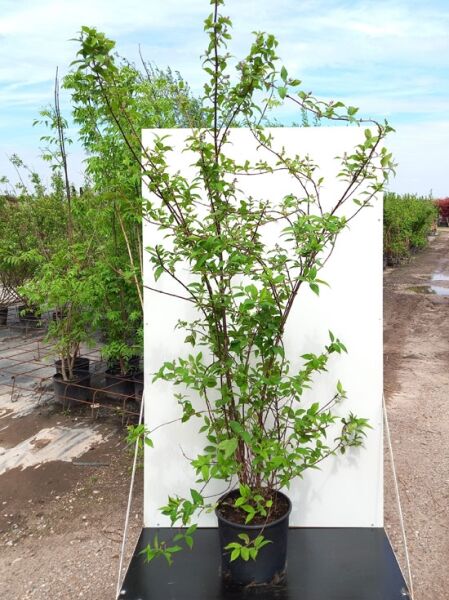 Sternchenstrauch Deutzia hybrida 'Strawberry Fields' 150-175 cm C20, mehrtriebiger Strauch im schwarzen Pflanzcontainer mit grünen Blättern