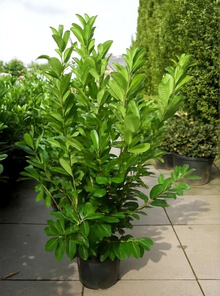 Prunus laurocerasus 'Rotundifolia' / Kirschlorbeer 'Rotundifolia', großblättriger Kirschlorbeer 125-150 cm im C20 Topf