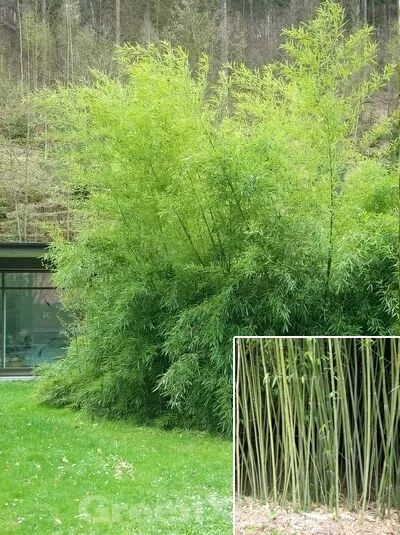 Bisset Bambus / Phyllostachys bissetii