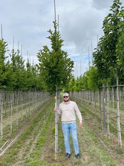Magnolia loebneri 'Leonard Messel' / Rosa Stern-Magnolie 'Leonard Messel' Hochstamm 14-16 StU mit Drahtballen, angebunden an Stützpfahl