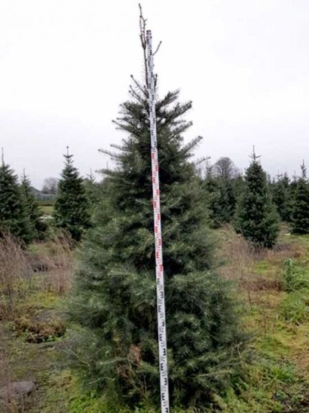 Abies concolor / Kolorado-Tanne
