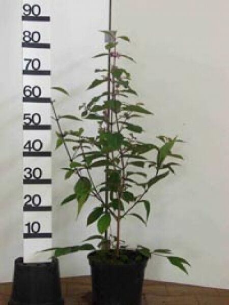 Callicarpa bodinieri 'Profusion' (Liebesperlenstrauch) im Topf C3, ca. 40–60 cm hoch, grünes Laub an aufrechten Trieben.