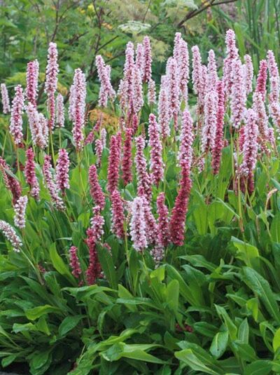 Schnecken-Knöterich 'Kabouter' / Persicaria affinis 'Kabouter'