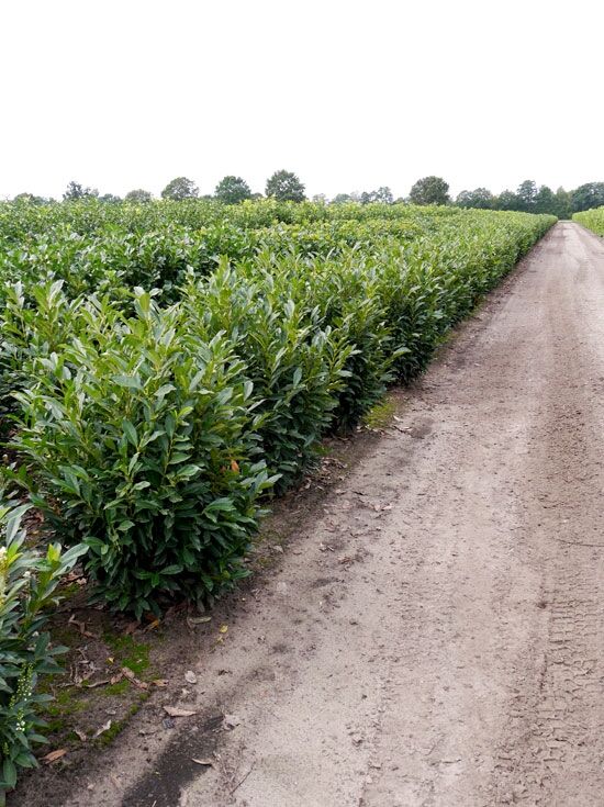 Kirschlorbeer 'Herbergii' - Prunus laurocerasus 'Herbergii' - Baumschule  NewGarden