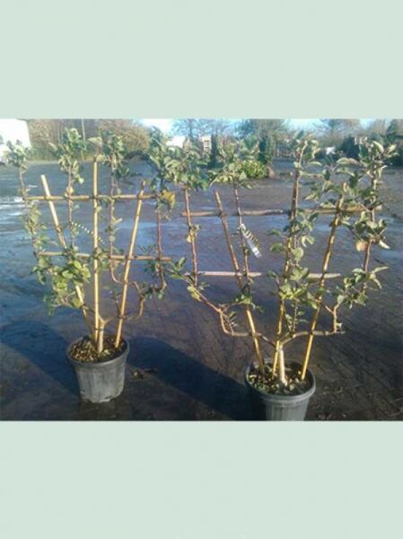 Apfel „Gelber Köstlicher“ (Malus domestica 'Golden Delicious') Spalier in doppelter U-Form im Topf (C30)