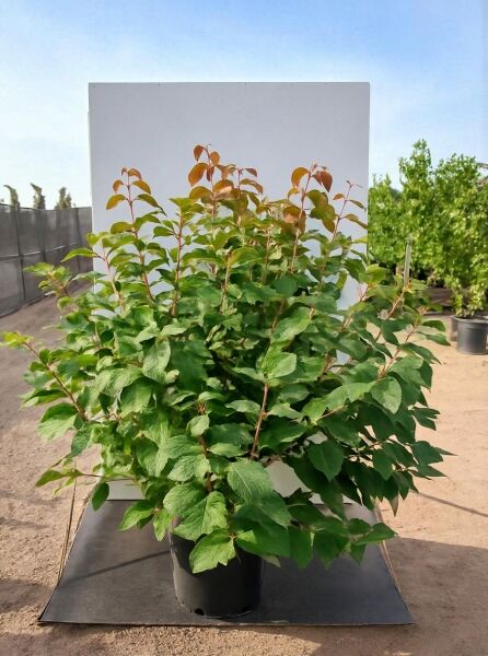 Japanischer Schneeball Viburnum plicatum ‘Opening Day’®, Strauch im Container C35, 100-125 cm, grünes Laub mit rötlichem Austrieb