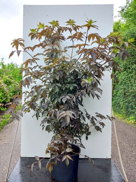 Rotlaubige Pimpernus (Staphylea colchica) 'Black Jack', Strauch im Container, dunkles Laub, 125–150 cm, C20