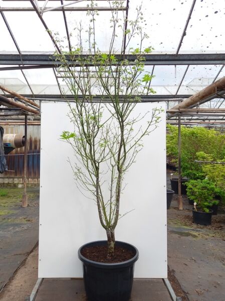 Japanischer Fächer-Ahorn ‘Hogyoku’ (Acer palmatum ‘Hogyoku’) 200–250 cm, C70, mehrstämmig im Container mit frischem Austrieb.