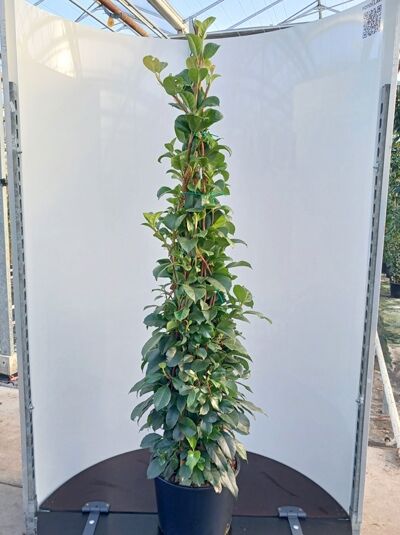 Hydrangea peruviana / Seemann Hortensie / Hydrangea seemannii