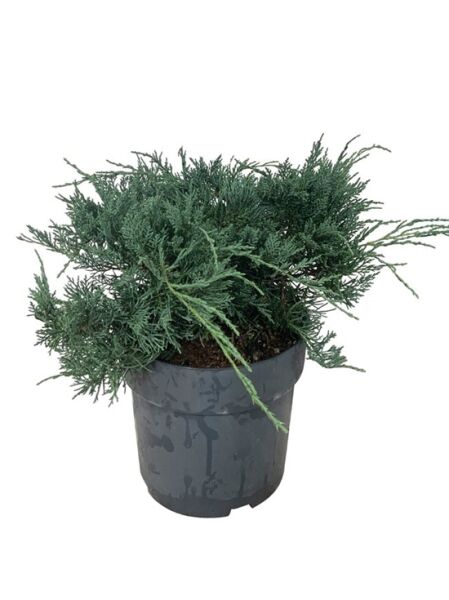 Virginischer Wacholder 'Grey Owl' / Juniperus virginiana 'Grey Owl'