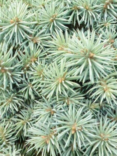 Zwerg-Blau-Fichte 'Pali' / Picea pungens 'Pali'