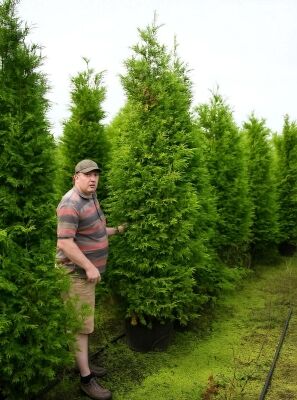 Lebensbaum 'Brabant' - Thuja occidentalis 'Brabant' - Baumschule NewGarden