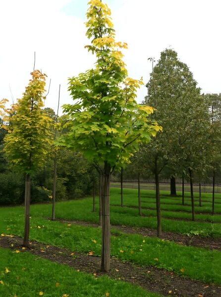 Acer cappadocicum 'Rubrum' (Kolchischer Blut-Ahorn) Hochstamm 20-25 StU, Baum mit grün-gelbem Laub im Bestand.