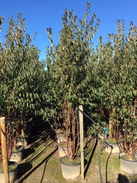 Prunus serrula (Mahagoni-Kirsche, Tibetanische Berg-Kirsche) 250-300 cm C50, mehrstämmiger Baum im Container mit Laub