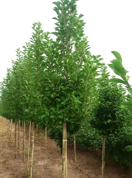 Magnolia loebneri 'Merrill' / Große Stern-Magnolie 'Merrill' Hochstamm 16-18 StU, Baum mit grünen Blättern und geradem Stamm
