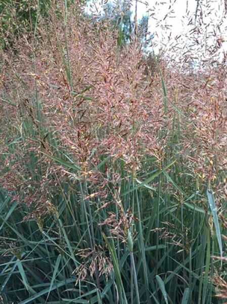 Goldbart-Gras 'Indian Steel' / Indianer-Gras 'Indian Steel' / Sorghastrum nutans 'Indian Steel'