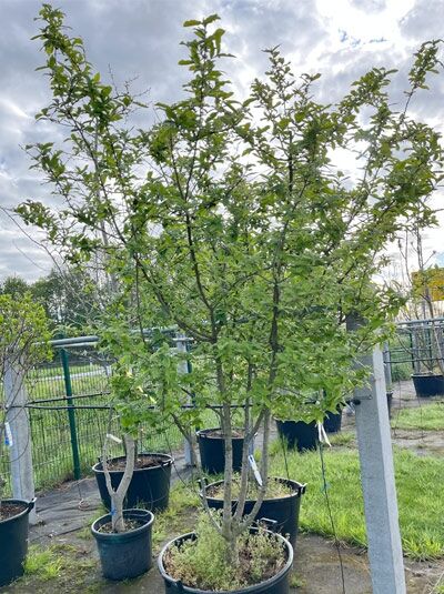 Deutsche Mispel / Echte Mispel mehrstämmig / Mespilus germanica (1567621)