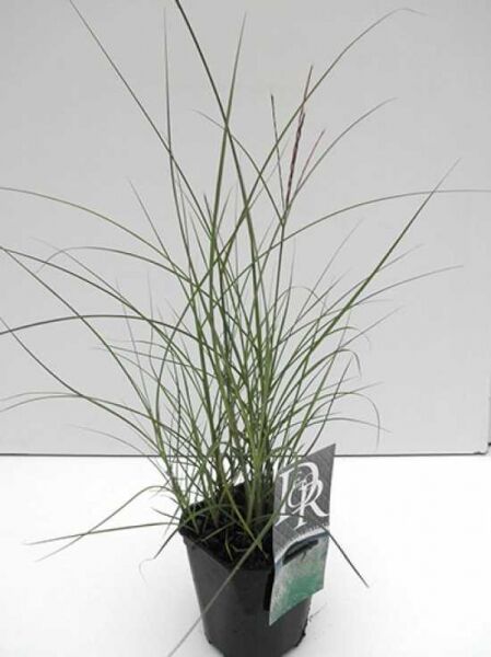 Chinaschilf 'Kleine Silberspinne' / Chinaschilf 'Kleine Silberspinne'
