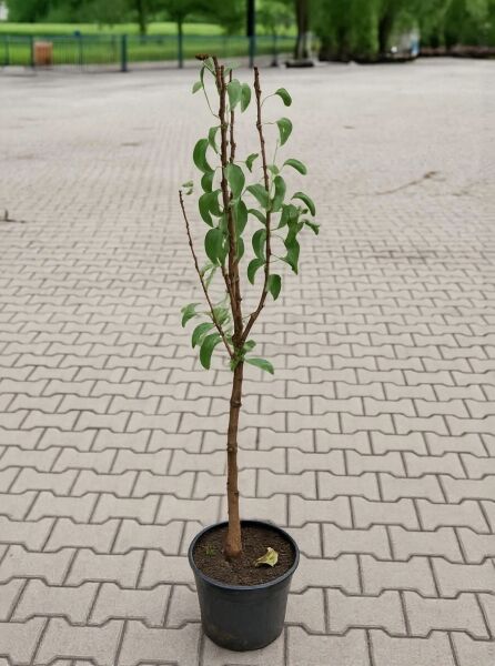 Birne „Gute Luise“ (Pyrus communis 'Gute Luise'), 60 cm Stamm, 120–140 cm, im C5-Topf, junger Baum mit grünen Blättern.