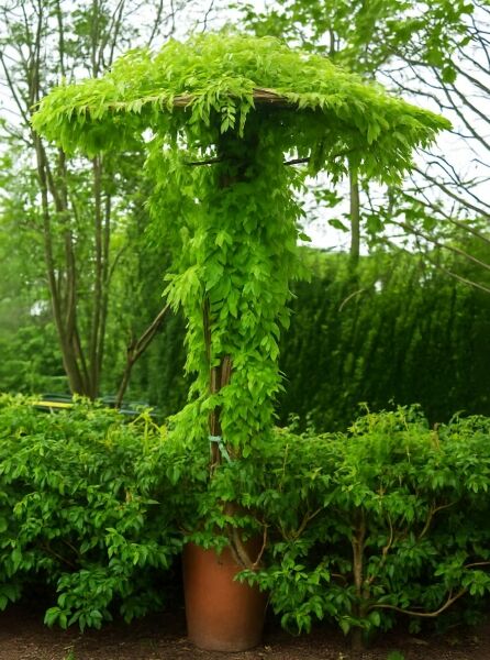 Wisteria sinensis 'Prolific' (Blauregen) als Dachform/Dachspalier, ca. 180 cm Stamm, im Topf C35, dicht belaubt.