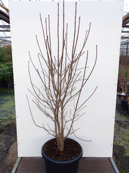 Chionanthus virginicus (Virginischer Schneeflockenstrauch) 150-175 cm C50, mehrstämmiger Strauch im Container mit kahlen Trieben