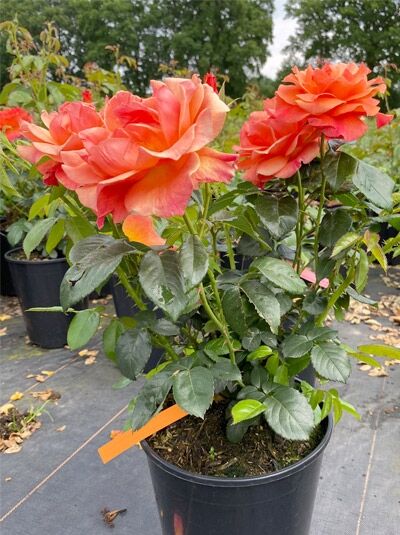 Beetrose Fellowship (Rosa 'Fellowship ®') im C5-Topf, blühend mit orangefarbenen Blüten und grünem Laub.