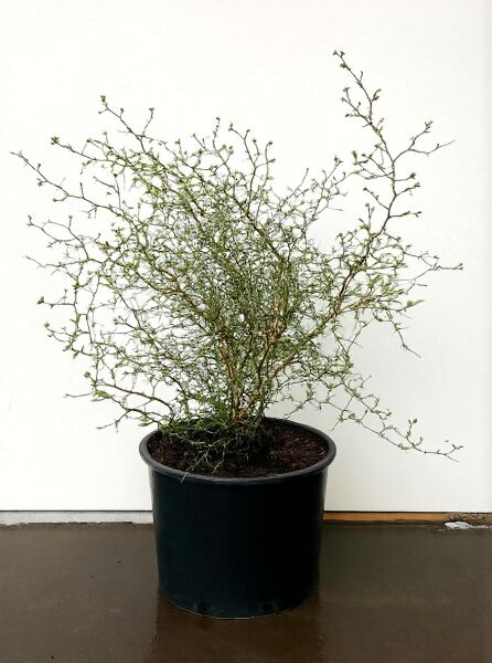Sophora prostrata 'Little Baby' / Schnurbaum 'Little Baby' 50-60 cm C20 im Topf, verzweigter Strauch mit feinen Trieben und kleinen Blättern