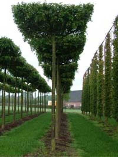 Quercus palustris 'Dachform' 240x240 cm (Stamm 330 cm)