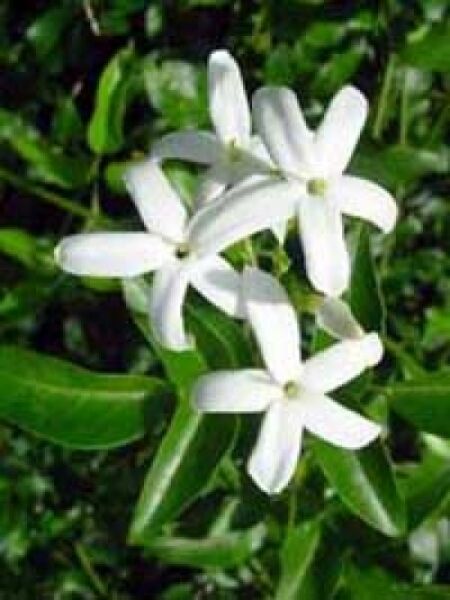 Echter Jasmin / Jasminum officinale