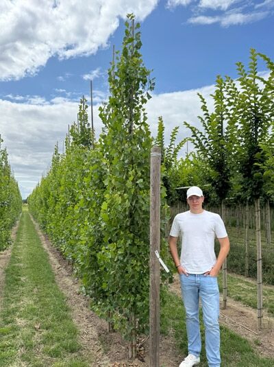 Pyramiden-Pappel / Säulen-Pappel / Italienische Pappel / Pyramiden-Pappel / Säulen-Pappel / Italienische Pappel