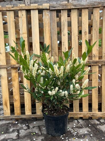 Kirschlorbeer 'Otto Luyken' - Prunus laurocerasus 'Otto Luyken' -  Baumschule NewGarden