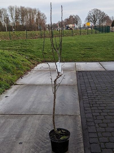 Birne 'Gellerts Butterbirne' / 'Gellert' / Pyrus communis 'Gellerts Butterbirne'