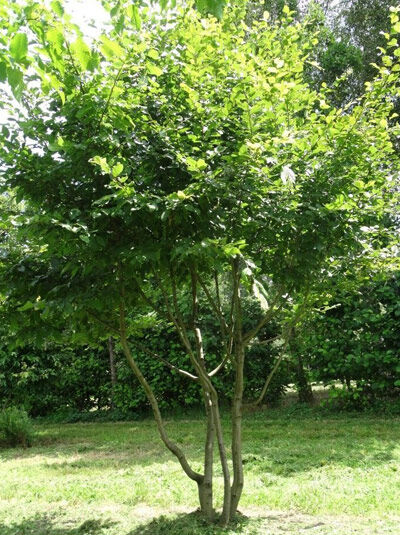 Hainbuche / Weißbuche 'mehrstämmig' / Carpinus betulus kaufen