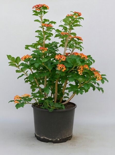 Viburnum opulus 'Compactum' (Zwerg-Schneeball) im Topf, 80–100 cm, C20, mehrtriebiger Strauch mit orangefarbenen Blüten.