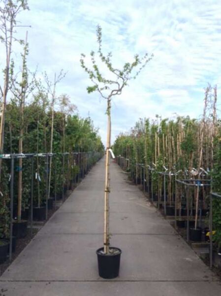 Korkenzieher-Robinie / Korkenzieher-Robinie