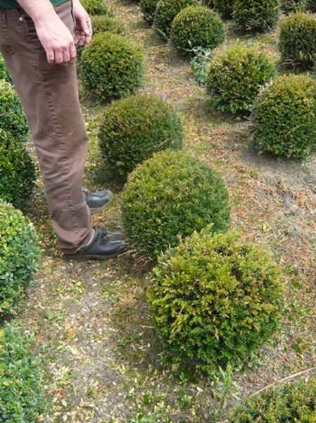 Taxus baccata 'Kugel' / Heimische Eibe 'Kugel' als kugelförmiger, dichter Nadelgehölz-Strauch im Beet.