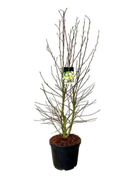 Großblütige Stern-Magnolie 'Wildcat' / Magnolia loebneri 'Wildcat'