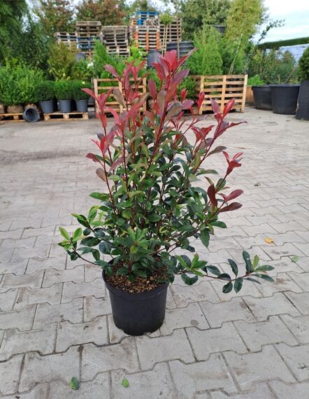 Photinia fraseri 'Carre Rouge' – kompakte Glanzmispel 'Carre Rouge', 80–100 cm im C12-Topf mit rötlichem Austrieb und grünem Laub