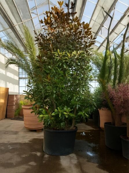 Magnolia grandiflora 'Galissonière' / Großblütige Magnolie 'Galissonière', immergrüner Strauch im Topf, 400-450 cm, C350