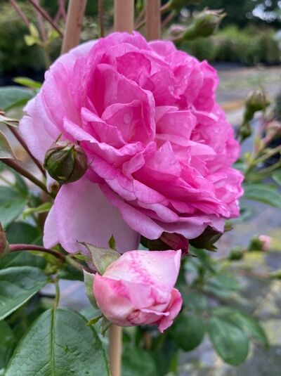 Kletterrose 'Jasmina' - Rosa 'Jasmina ' - Baumschule NewGarden