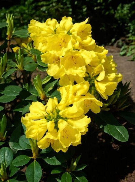 Rhododendron Hybride 'Goldkrone ®' (Rhododendron 'Goldkrone') mit gelben Blüten in Dolden und dunkelgrünem Laub.