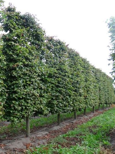 Eisenholzbaum, Parrotie 'Boden-Spalier' H:250 B:160 T:20 (Stamm 50 cm) / Eisenholzbaum, Parrotie 'Boden-Spalier' H:250 B:160 T:20 (Stamm 50 cm)