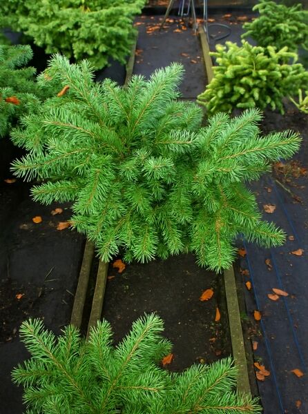 Pseudotsuga menziesii 'Fletcheri' / Zwerg-Douglasfichte 'Fletcheri', 50–60 cm, im Container C15, dichter grüner Nadelwuchs.