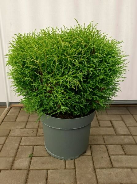 Thuja occidentalis 'Mr Bowling Ball' / Bubikopf-Lebensbaum 'Mr Bowling Ball' 50-60 cm C12, kugeliger Nadelstrauch im Topf