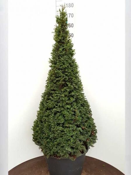 Taxus baccata 'Kegel' (Heimische Eibe) als kegeliger, dichter Nadelstrauch im Topf, ca. 140–160 cm hoch, C110