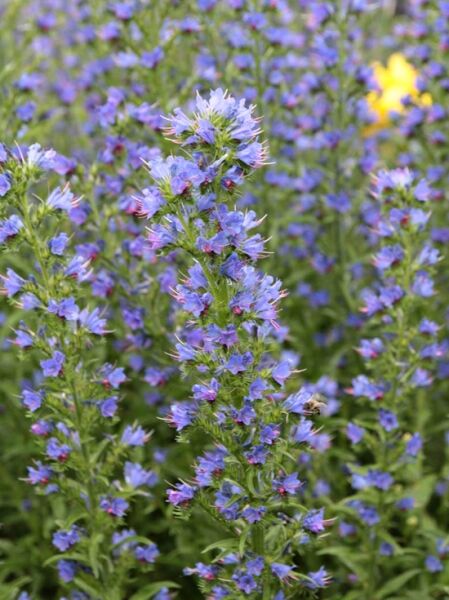 Echium vulgare / Gewöhnlicher Natternkopf