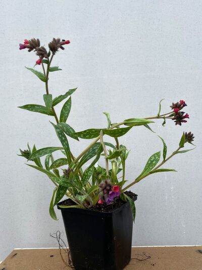 Lungenkraut 'Raspberry Splash ®' - Pulmonaria saccharata 'Raspberry Splash ®'