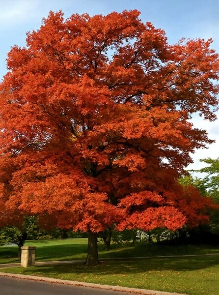 Quercus coccinea 'Splendens' / Scharlach-Eiche 'Splendens', großer Baum mit intensiv roter Herbstfärbung und breiter Krone