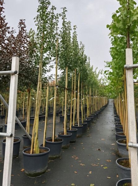 Pyrus communis 'Konferenzbirne' / Birne 'Konferenzbirne' Hochstamm 10-12 StU im Container, aufgebunden mit Stützpfahl in Baumschule