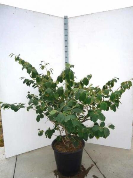 Hamamelis intermedia 'Diane', Zaubernuss 'Diane', 125–150 cm im C50-Container, mehrtriebiger Strauch mit grünem Laub.